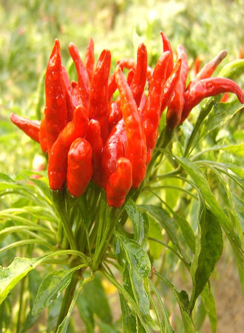 GGOOT 100Pcs/Bag Chili Seeds,Productive Easy to Grow Red Spice Flovor Food Seasoning Seeds for Planting Garden Yard Outdoor 1 Chili Seeds - Image 3