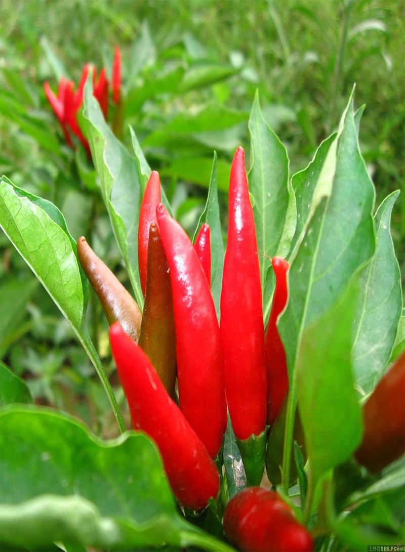 GGOOT 100Pcs/Bag Chili Seeds,Productive Easy to Grow Red Spice Flovor Food Seasoning Seeds for Planting Garden Yard Outdoor 1 Chili Seeds - Image 2