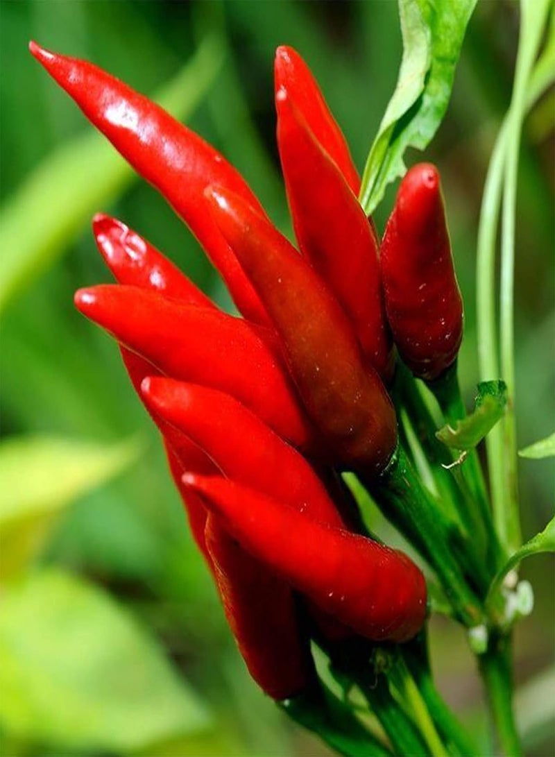 GGOOT 100Pcs/Bag Chili Seeds,Productive Easy to Grow Red Spice Flovor Food Seasoning Seeds for Planting Garden Yard Outdoor 1 Chili Seeds - Image 1