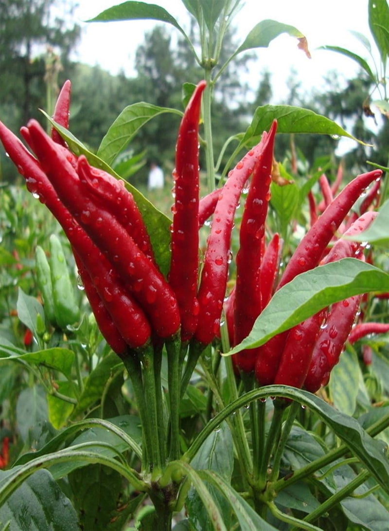 GGOOT 100Pcs/Bag Chili Seeds,Productive Easy to Grow Red Spice Flovor Food Seasoning Seeds for Planting Garden Yard Outdoor 1 Chili Seeds - Image 5