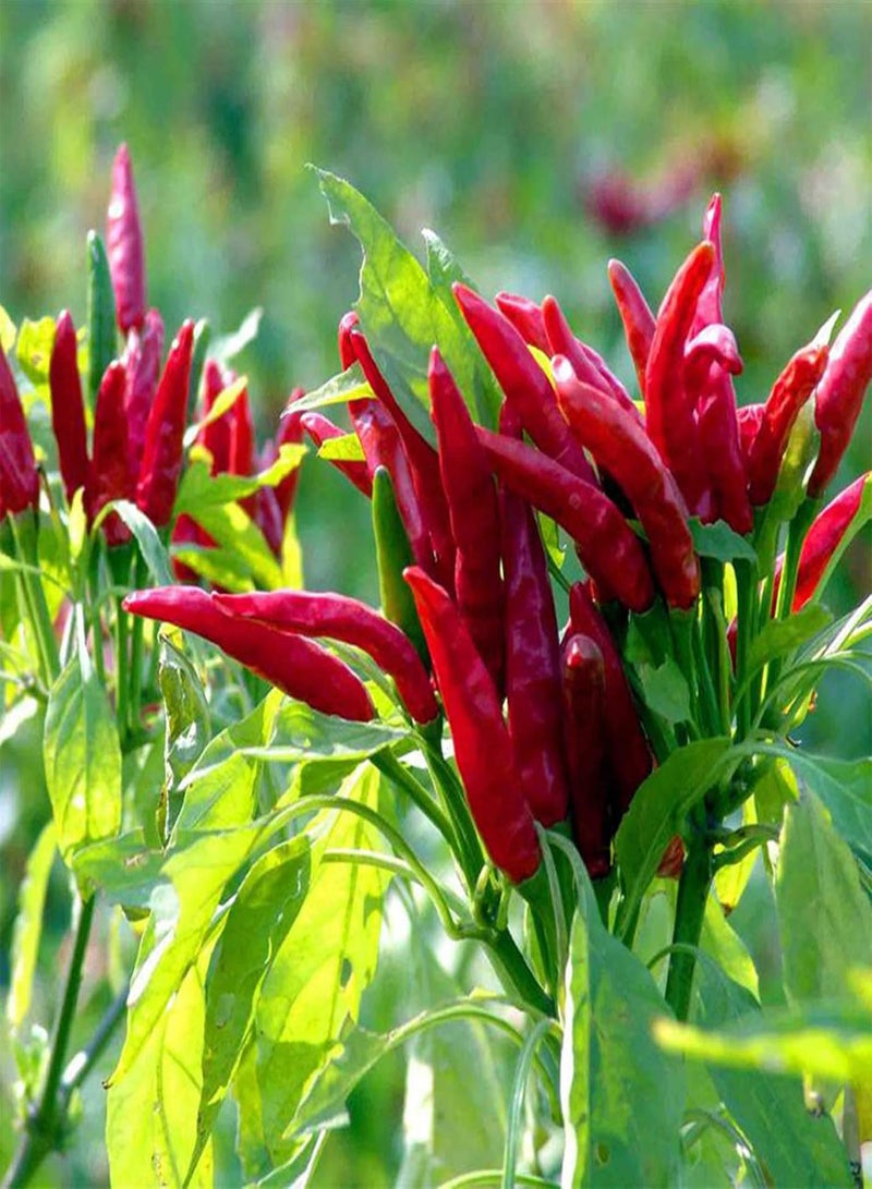 GGOOT 100Pcs/Bag Chili Seeds,Productive Easy to Grow Red Spice Flovor Food Seasoning Seeds for Planting Garden Yard Outdoor 1 Chili Seeds - Image 4