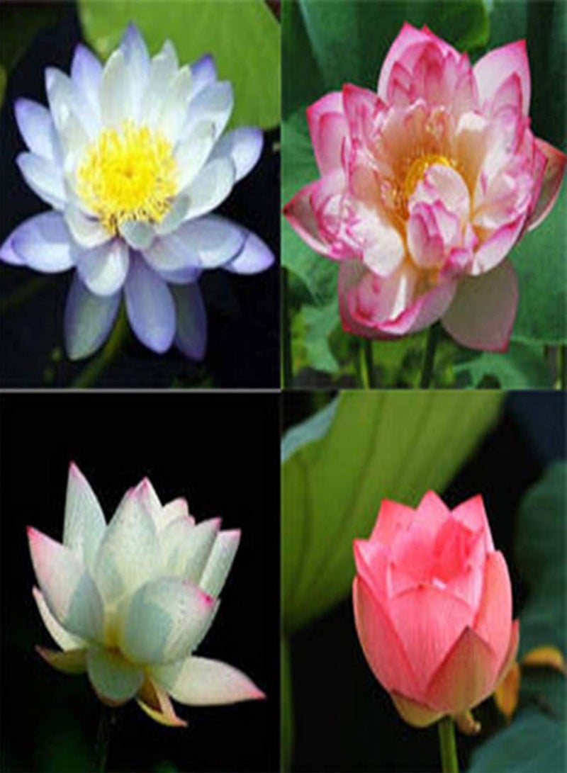 GGOOT 10Pcs Bowl Lotus Seeds Bonsai Plants Home Garden Hydroponic Aquatic Flower Decor - White 10pcs Bowl Lotus Seeds - Flower Seeds Vegetable Seeds Fruit Seeds Garden Plant Seeds  - Image 5