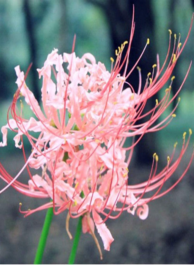 جي جوت 3 قطع من بذور نبات الليكوريس، نباتات عشبية معمرة فريدة للزراعة الداخلية والخارجية، حديقة، شرفة، فناء، ديكور زهور ملون فاتح اللون - Image 2