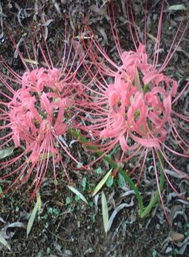 جي جوت 3 قطع من بذور نبات الليكوريس، نباتات عشبية معمرة فريدة للزراعة الداخلية والخارجية، حديقة، شرفة، فناء، ديكور زهور ملون فاتح اللون - Image 3