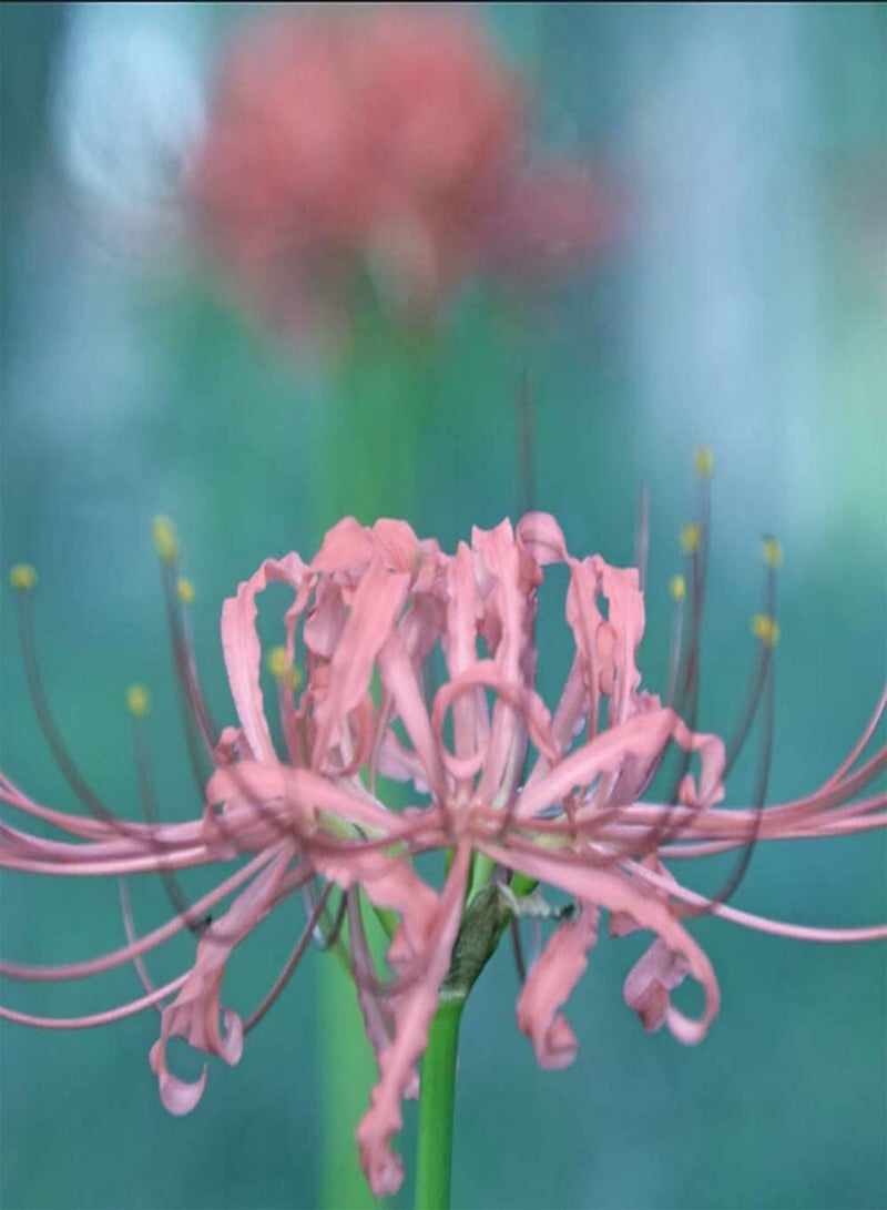 جي جوت 3 قطع من بذور نبات الليكوريس، نباتات عشبية معمرة فريدة للزراعة الداخلية والخارجية، حديقة، شرفة، فناء، ديكور زهور ملون فاتح اللون - Image 1