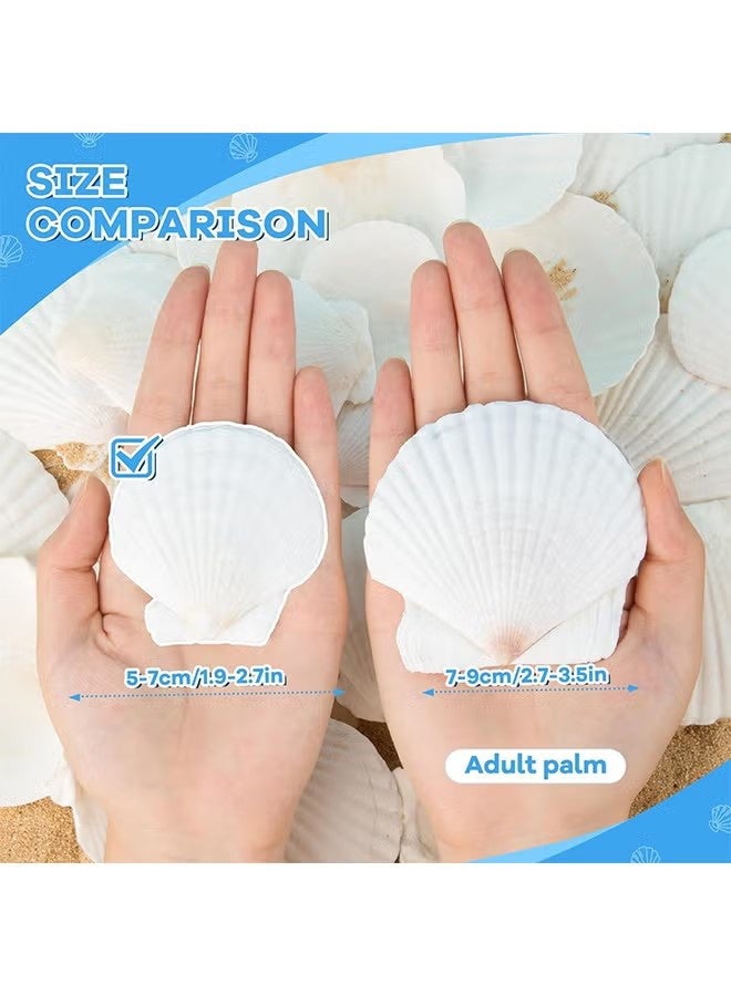 واي جيه 15 قطعة من قذائف الإسكالوب الطبيعية 2-3 بوصة أصداف البحر البيضاء من الشاطئ لديكور منزلي DIY للأصداف المشوية للطعام ، أبيض - Image 2