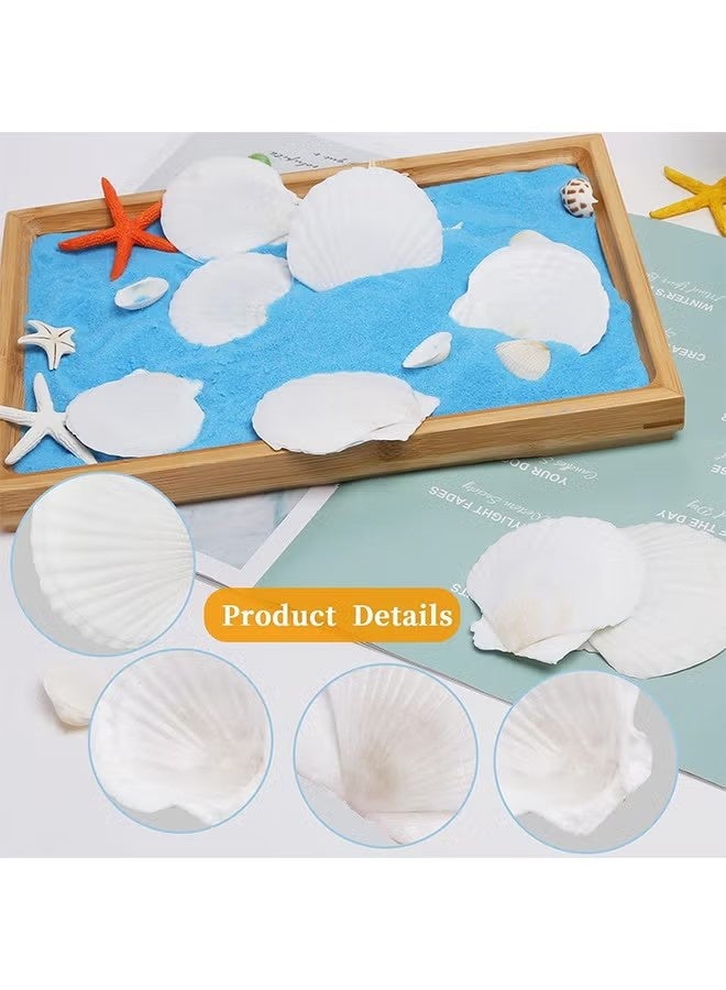 واي جيه 15 قطعة من قذائف الإسكالوب الطبيعية 2-3 بوصة أصداف البحر البيضاء من الشاطئ لديكور منزلي DIY للأصداف المشوية للطعام ، أبيض - Image 3