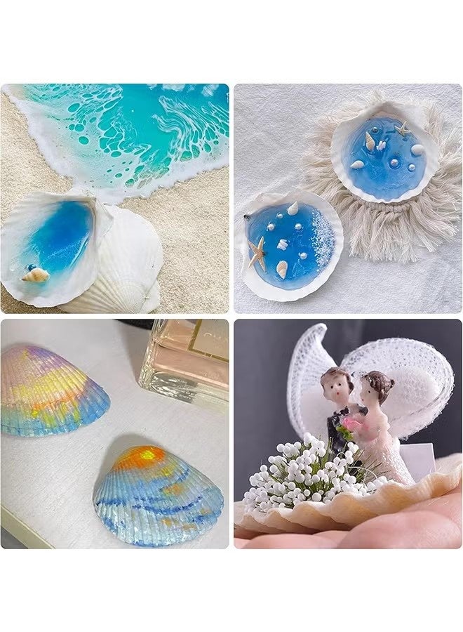 واي جيه 15 قطعة من قذائف الإسكالوب الطبيعية 2-3 بوصة أصداف البحر البيضاء من الشاطئ لديكور منزلي DIY للأصداف المشوية للطعام ، أبيض - Image 4