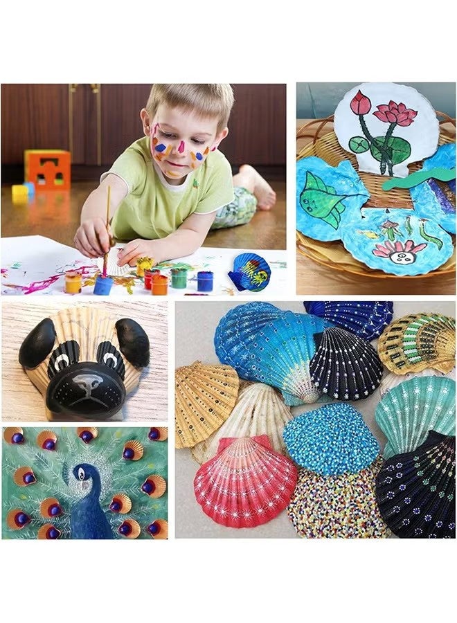 واي جيه 15 قطعة من قذائف الإسكالوب الطبيعية 2-3 بوصة أصداف البحر البيضاء من الشاطئ لديكور منزلي DIY للأصداف المشوية للطعام ، أبيض - Image 5