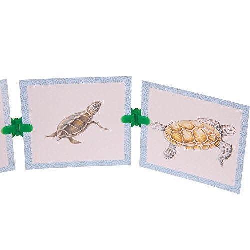 hand2mind Clip-itz Life Cycle Card Set - Image 4