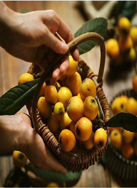 15pcs Yellow Unique Heirloom Loquat Seeds for Planting in Open Areas Strong Adaptability Vitality Tenacious Unanimously Praised by Planters