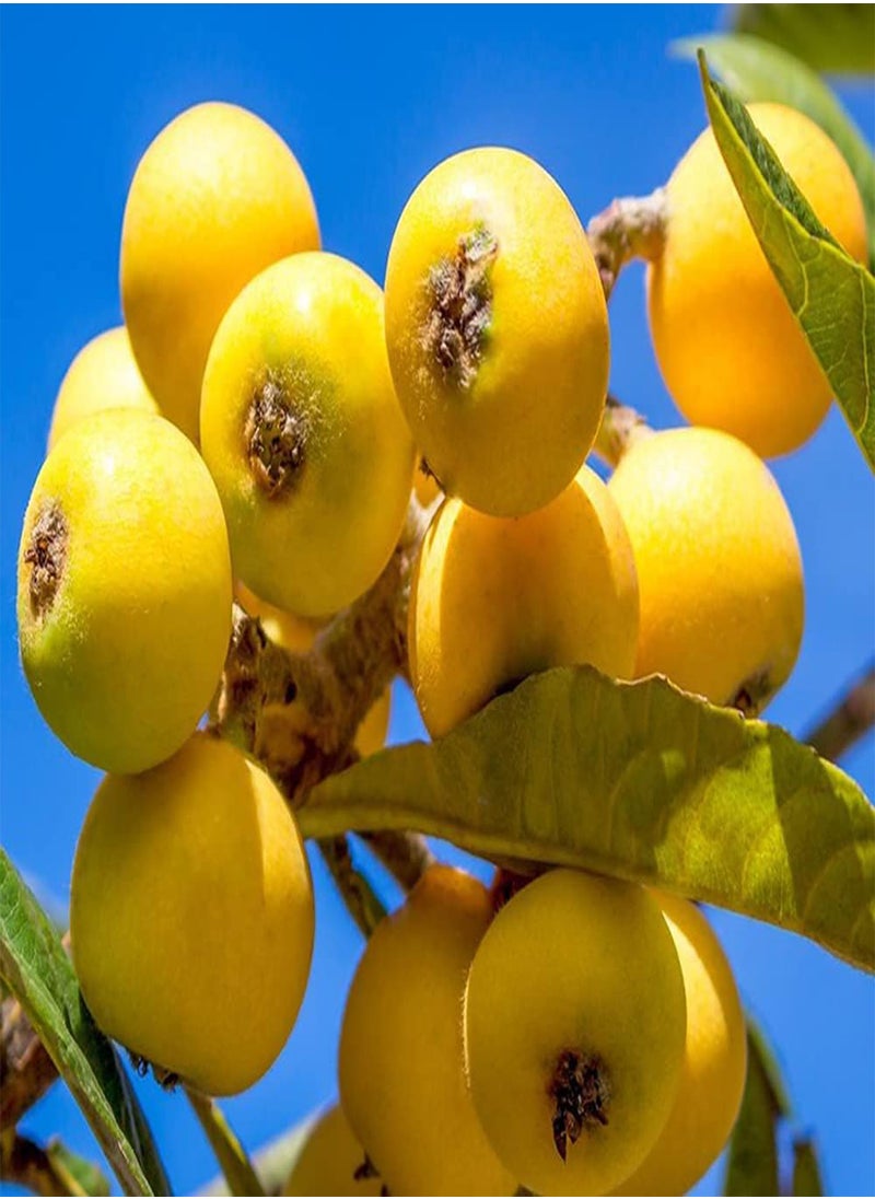 15pcs Yellow Unique Heirloom Loquat Seeds for Planting in Open Areas Strong Adaptability Vitality Tenacious Unanimously Praised by Planters