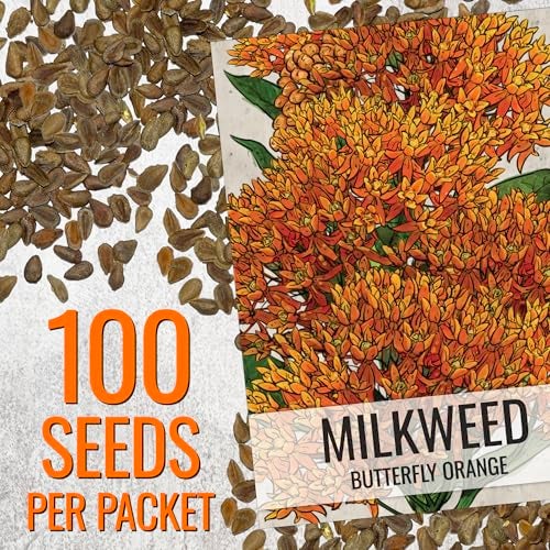 Seed Needs Orange Milkweed Seeds for Planting Butterfly Weed - Heirloom & Untreated Perennial Flower Seed to Grow a Monarch Butterfly Garden (2 Packs) - Image 3