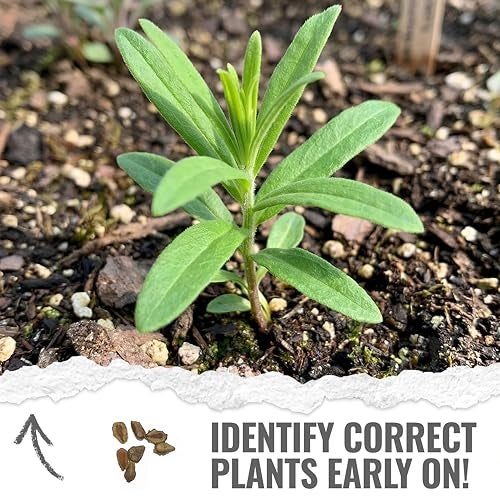 Seed Needs Orange Milkweed Seeds for Planting Butterfly Weed - Heirloom & Untreated Perennial Flower Seed to Grow a Monarch Butterfly Garden (2 Packs) - Image 5