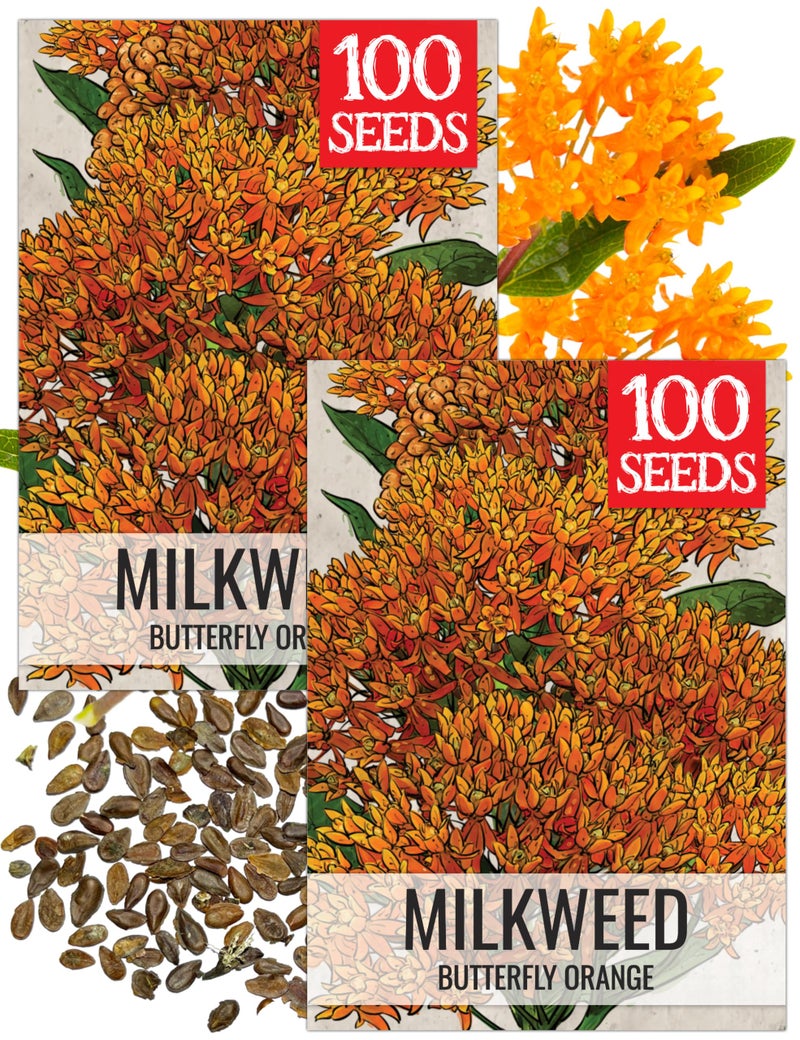 Seed Needs Orange Milkweed Seeds for Planting Butterfly Weed - Heirloom & Untreated Perennial Flower Seed to Grow a Monarch Butterfly Garden (2 Packs) - Image 1