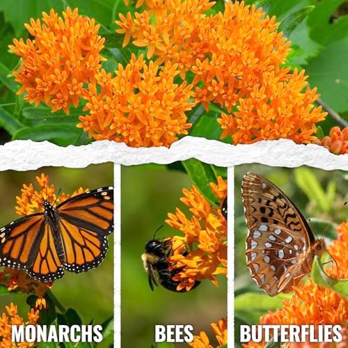 Seed Needs Orange Milkweed Seeds for Planting Butterfly Weed - Heirloom & Untreated Perennial Flower Seed to Grow a Monarch Butterfly Garden (2 Packs) - Image 2