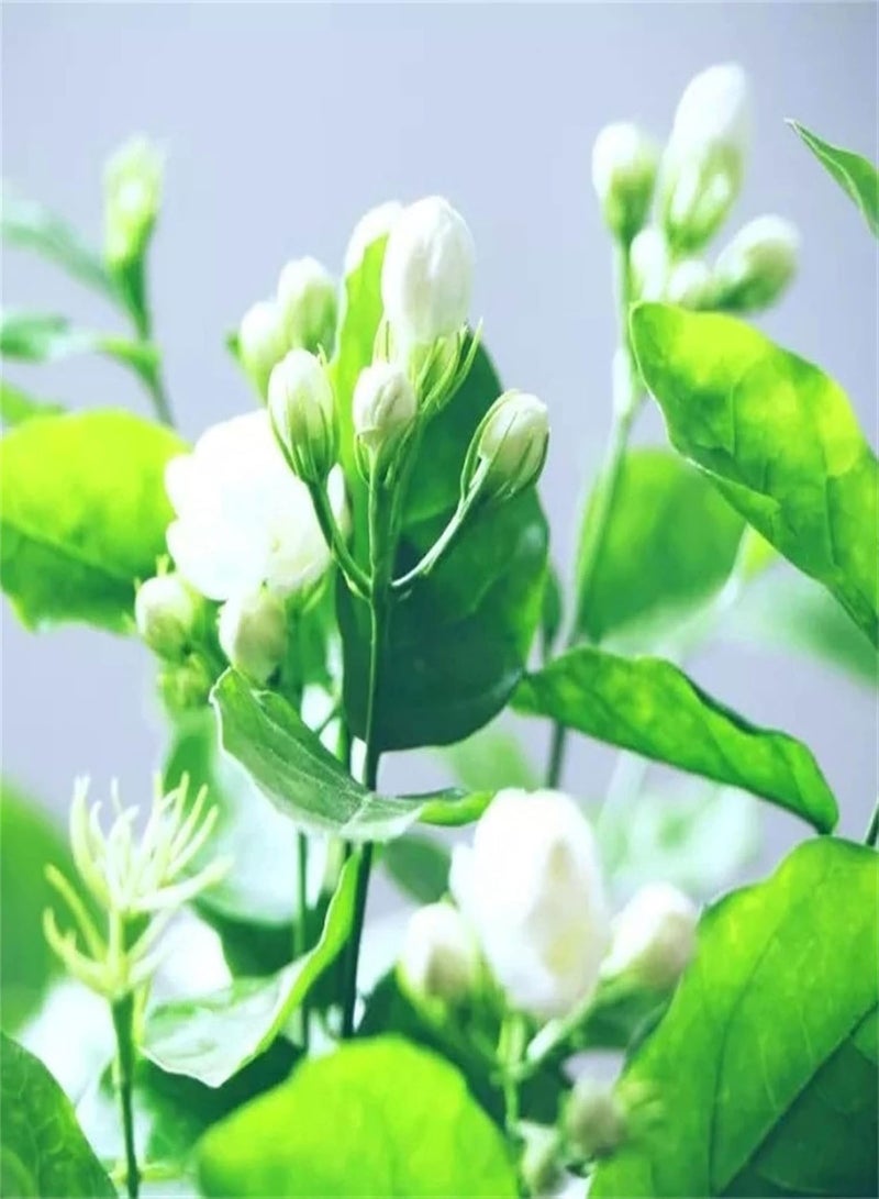 GGOOT Rare Growing Jasmine Seeds Wildflower Seeds Northeast Wildflower Perennial Seeds Indoor Flower Seeds Gardening Seeds-200 pcs - Image 1