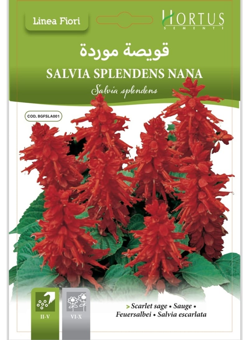 Rose-red flowers (Prunus hollyhock) seeds