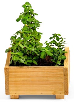 Generic Treasure wooden planter, 22 cm x 22 cm, grow plants in this decorative planter for home gardening, starter kit to grow flowers, herbs, microgreens, suitable for creating miniature garden.  - Image 1