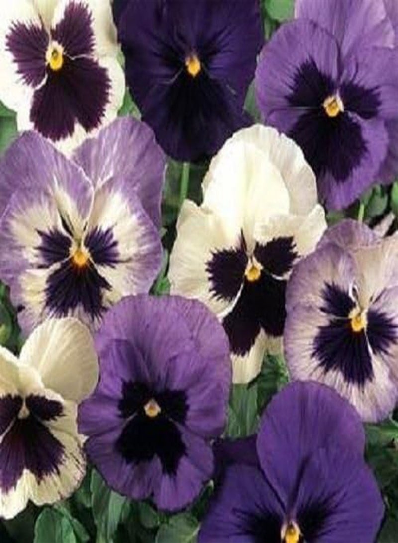GGOOT Nuovo! 30+ Pansy Matrix Ocean SEMI DI Breeze Fiore Mix