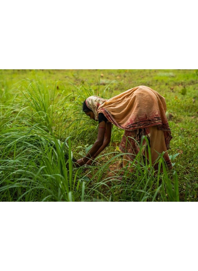 DoTerra Lemongrass Essential Oil 15 Ml - Image 5