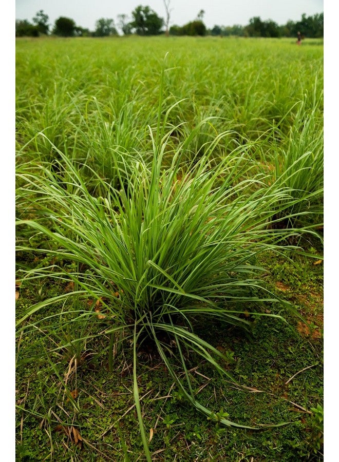 DoTerra Lemongrass Essential Oil 15 Ml - Image 4