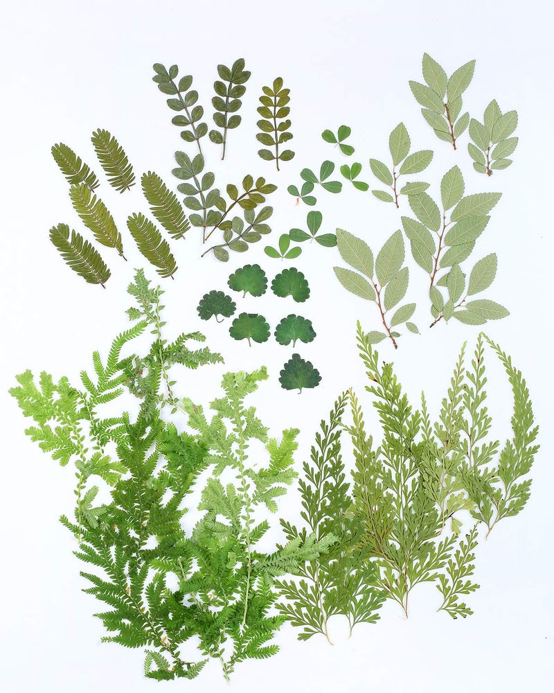 AHTONG 42 PCS Real Dried Pressed Leaf Flowers Plant Herbarium for Craft Resin Jewelry Making (Green Leaf ) - Image 1