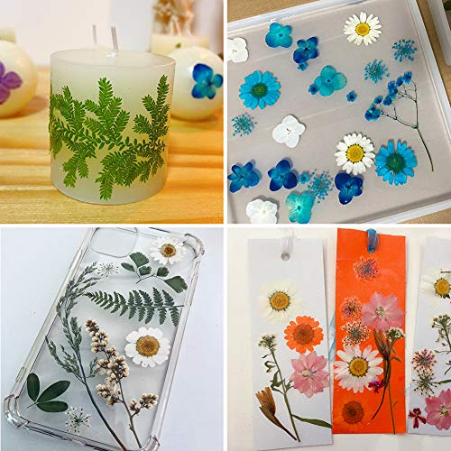 AHTONG 42 PCS Real Dried Pressed Leaf Flowers Plant Herbarium for Craft Resin Jewelry Making (Green Leaf ) - Image 5