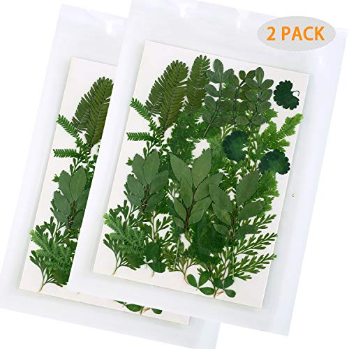AHTONG 42 PCS Real Dried Pressed Leaf Flowers Plant Herbarium for Craft Resin Jewelry Making (Green Leaf ) - Image 2
