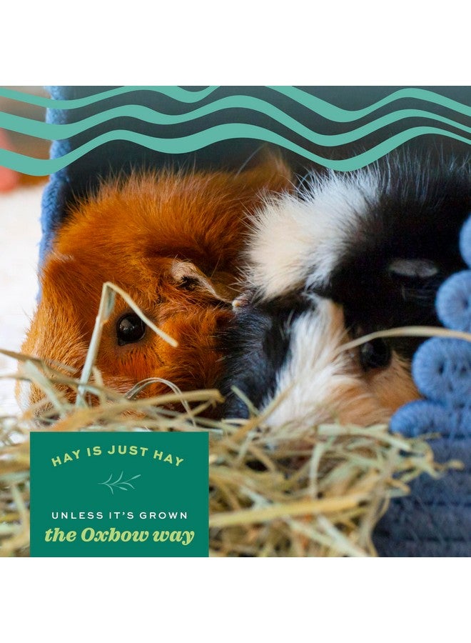 أوكسبو طعام الأرانب من أوكسبو أنيمال هيلث ويسترن تيموثي هاي، تبن طبيعي بالكامل للأرانب وخنازير غينيا والشنشيلة والهامستر والجربوع، مكافآت الأرانب، موصى به من قبل الأطباء البيطريين، 15 أونصة. - Image 2
