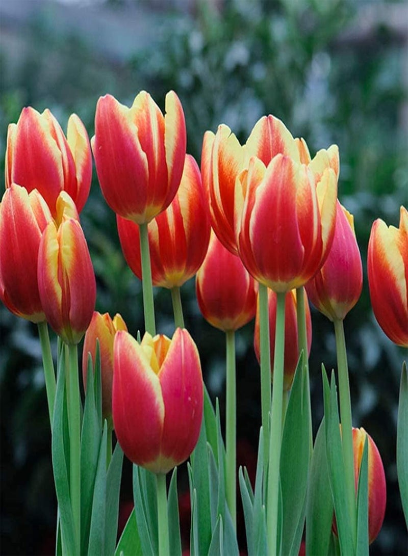 GGOOT 3pcs Tulip seeds for Planting Red Phnom Penh Petals Perennial Heirloom Flowers Excellent Cut Flower Varieties The Most Beautiful Flowers in The Spring Garden - Image 3