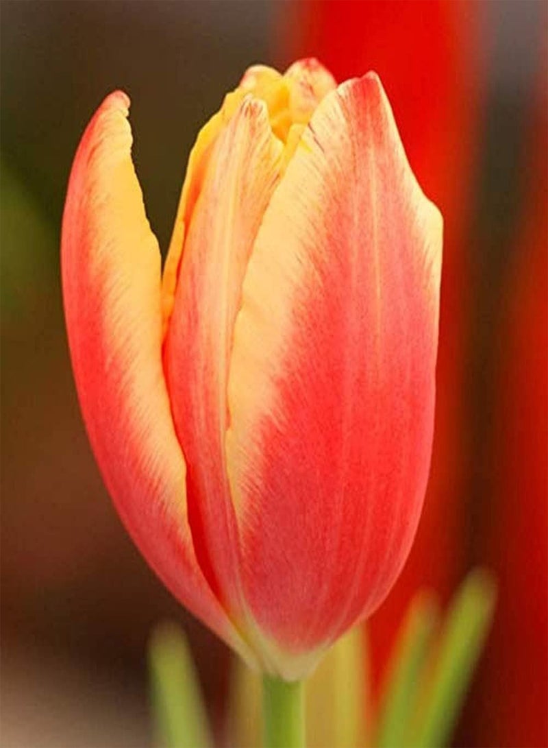 GGOOT 3pcs Tulip seeds for Planting Red Phnom Penh Petals Perennial Heirloom Flowers Excellent Cut Flower Varieties The Most Beautiful Flowers in The Spring Garden - Image 1