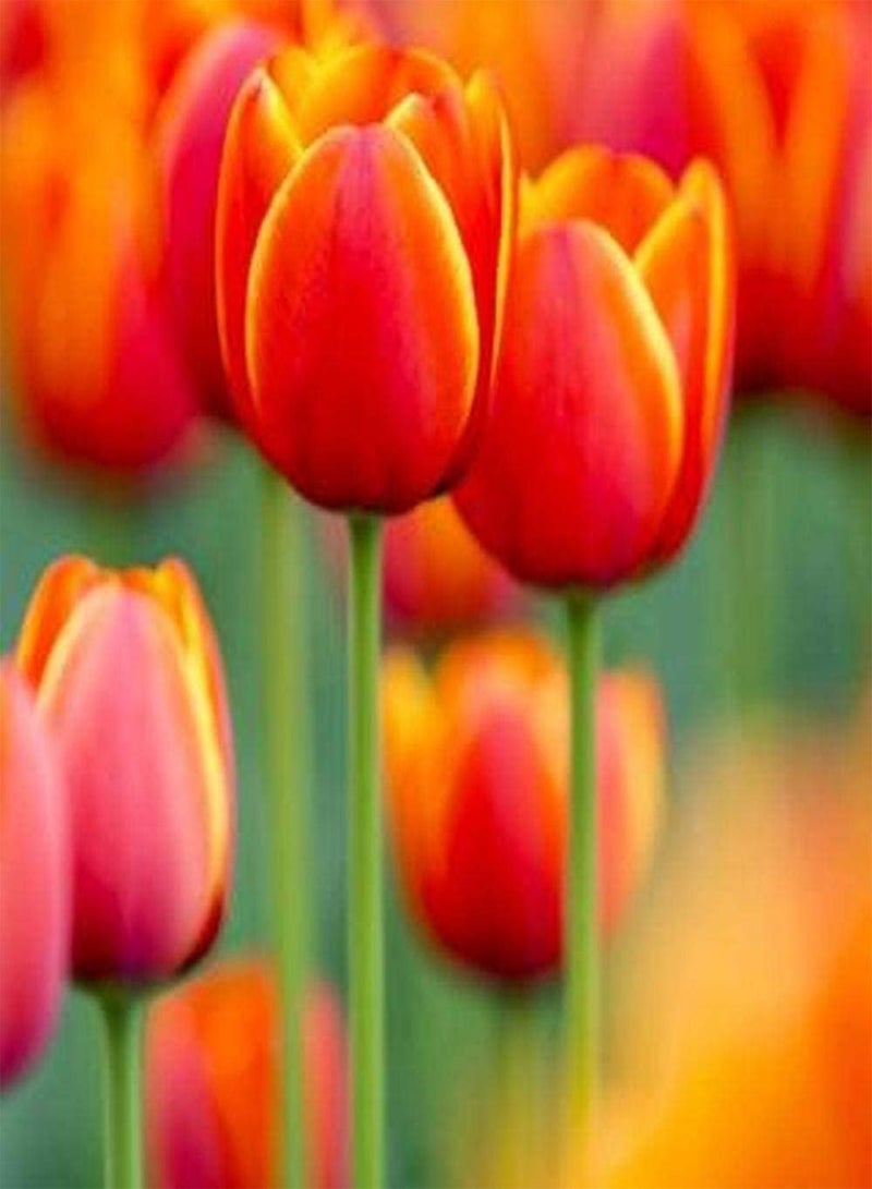 GGOOT 3pcs Tulip seeds for Planting Red Phnom Penh Petals Perennial Heirloom Flowers Excellent Cut Flower Varieties The Most Beautiful Flowers in The Spring Garden - Image 2