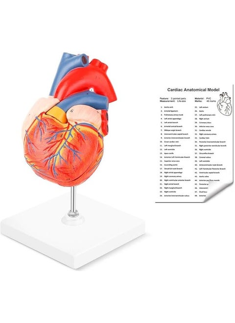 Winyousk Heart Medical Model, 2-Part Life Size Human Heart Model Shows 48 Anatomical Internal Structures, Mount On A Base, Detailed Poster Includes