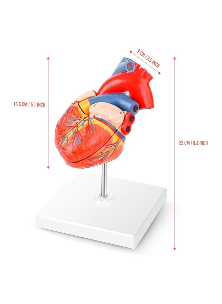 null - Winyousk Heart Medical Model, 2-Part Life Size Human Heart Model Shows 48 Anatomical Internal Structures, Mount On A Base, Detailed Poster Includes - Image 1