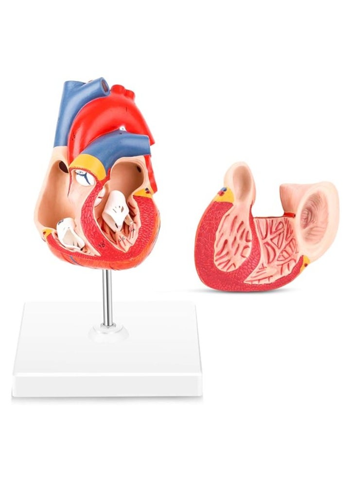null - Winyousk Heart Medical Model, 2-Part Life Size Human Heart Model Shows 48 Anatomical Internal Structures, Mount On A Base, Detailed Poster Includes - Image 1