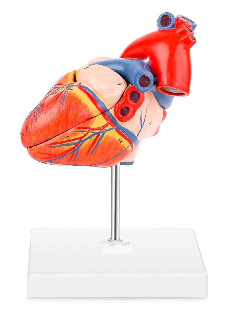 null - Winyousk Heart Medical Model, 2-Part Life Size Human Heart Model Shows 48 Anatomical Internal Structures, Mount On A Base, Detailed Poster Includes - Image 1
