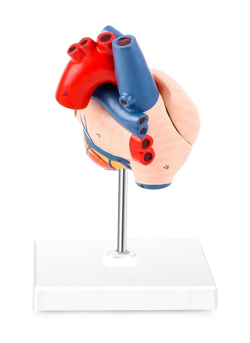 null - Winyousk Heart Medical Model, 2-Part Life Size Human Heart Model Shows 48 Anatomical Internal Structures, Mount On A Base, Detailed Poster Includes - Image 1