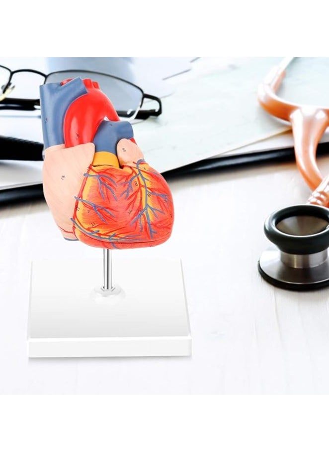 null - Winyousk Heart Medical Model, 2-Part Life Size Human Heart Model Shows 48 Anatomical Internal Structures, Mount On A Base, Detailed Poster Includes - Image 1