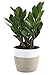 Costa Farms Costa Farms ZZ Zamioculcas zamiifolia, Indoor Plant, 12-Inch Tall, White-Natural DÃƒÂ©cor Planter  - Image 2