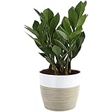 Costa Farms Costa Farms ZZ Zamioculcas zamiifolia, Indoor Plant, 12-Inch Tall, White-Natural DÃƒÂ©cor Planter  - Image 1