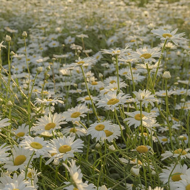 5 قطع من موصلات PVC على شكل حرف T مع فوهات رذاذ نحاسية لنظام تبريد الرذاذ الخارجي للرشاشات - Image 3