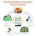 PLAY EcoFriendly Toys Dump Truck Beach Toy USDA Certified No BPAPhthalatePVC Recycled Bioplastic Construction Truck Toys for Toddlers 1 2 3 4 Sand Toys Vehicle for Kids - Image 4