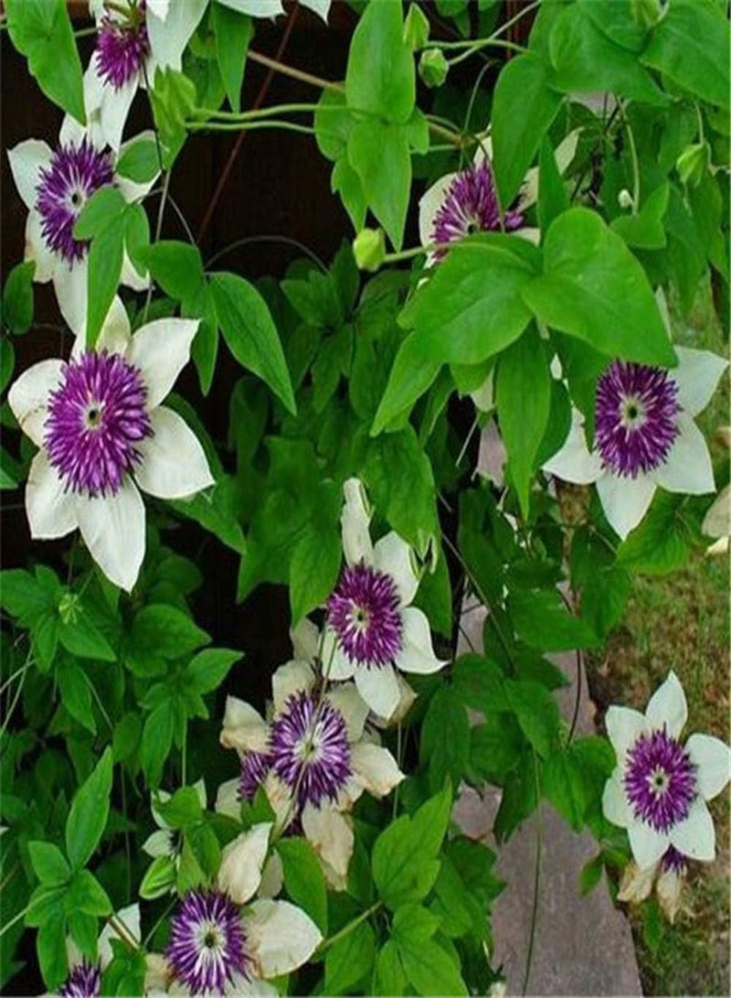 GGOOT 2pcs Clematis seeds for Home Planting Rare Perennial Striking Compact Flower seeds True Outdoor Climber DIY Gardening Sowing Year-Round - Image 3