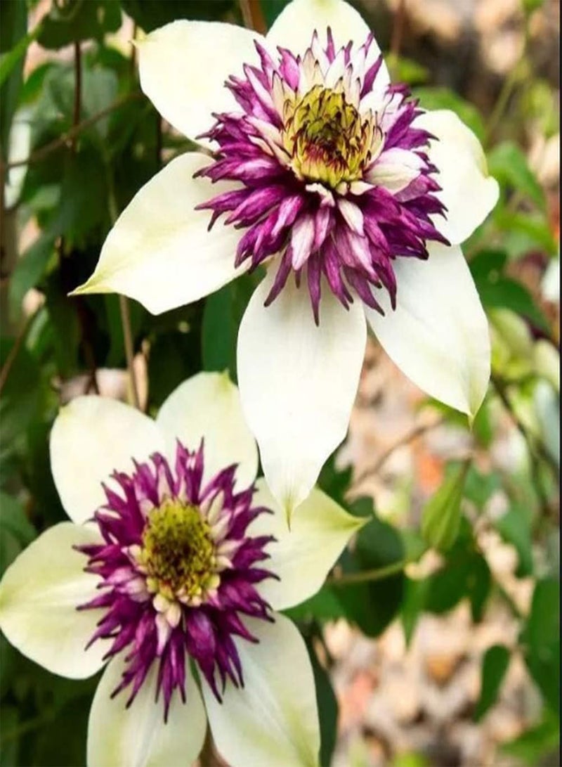 GGOOT 2pcs Clematis seeds for Home Planting Rare Perennial Striking Compact Flower seeds True Outdoor Climber DIY Gardening Sowing Year-Round - Image 1