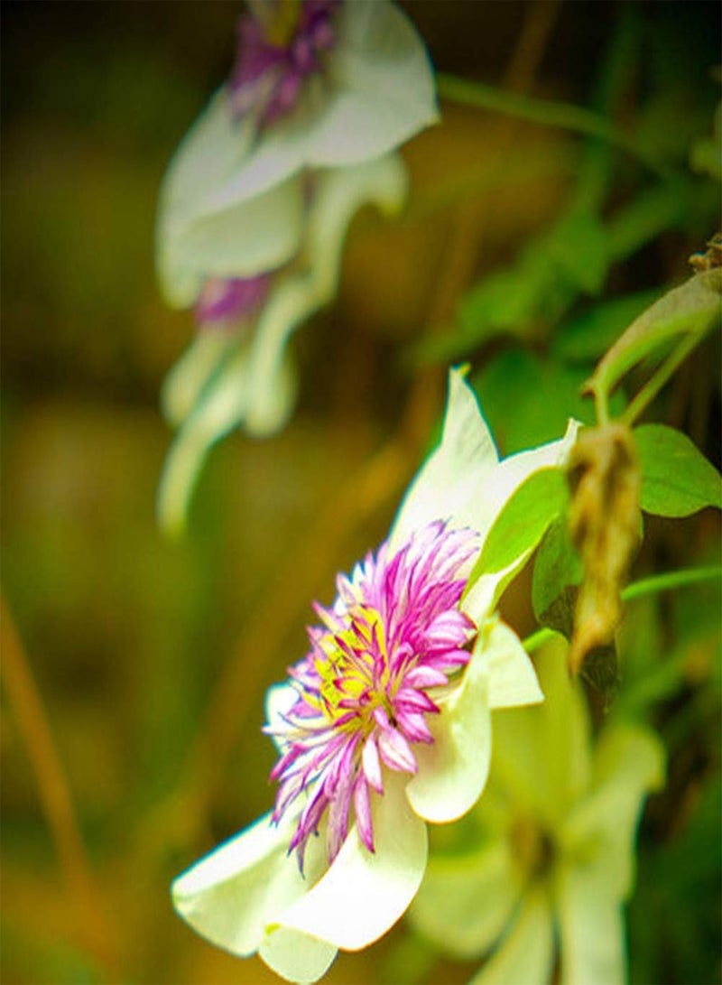 GGOOT 2pcs Clematis seeds for Home Planting Rare Perennial Striking Compact Flower seeds True Outdoor Climber DIY Gardening Sowing Year-Round - Image 2