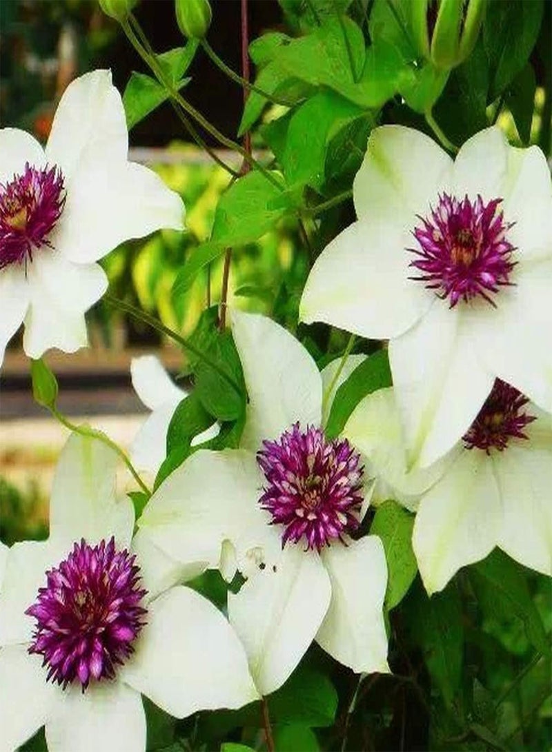 GGOOT 2pcs Clematis seeds for Home Planting Rare Perennial Striking Compact Flower seeds True Outdoor Climber DIY Gardening Sowing Year-Round - Image 4
