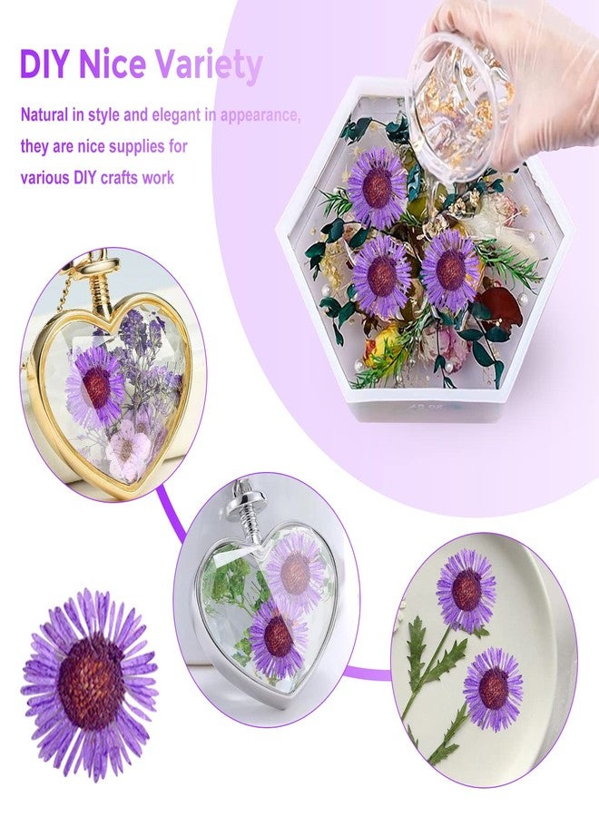 HEISENLIN ٦٠ قطعة من زهور الأقحوان المجففة ذات الإبر الأرجوانية، زهور مجففة طبيعية فاخرة مضغوطة لقوالب الراتنج، صناعة الورق، ديكور المنزل، صناعة المجوهرات، صناعة الشموع، ديكور غطاء الهاتف - Image 4