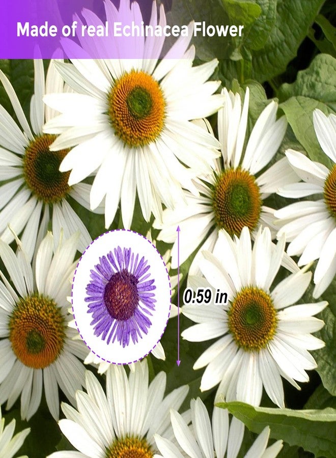 HEISENLIN ٦٠ قطعة من زهور الأقحوان المجففة ذات الإبر الأرجوانية، زهور مجففة طبيعية فاخرة مضغوطة لقوالب الراتنج، صناعة الورق، ديكور المنزل، صناعة المجوهرات، صناعة الشموع، ديكور غطاء الهاتف - Image 2