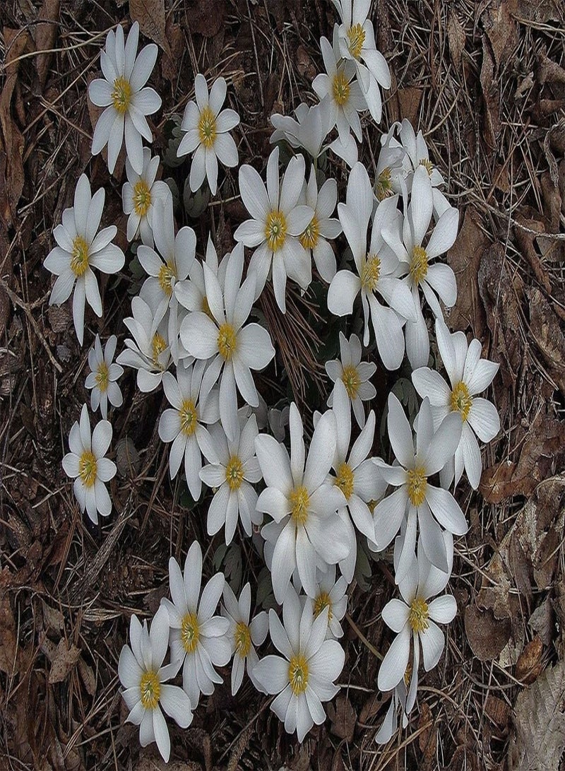 جي جوت 10 بذور زهرة جذر الدم، نبات غطاء الظل الأرضي سانجويناريا كانادينسيس - Image 3